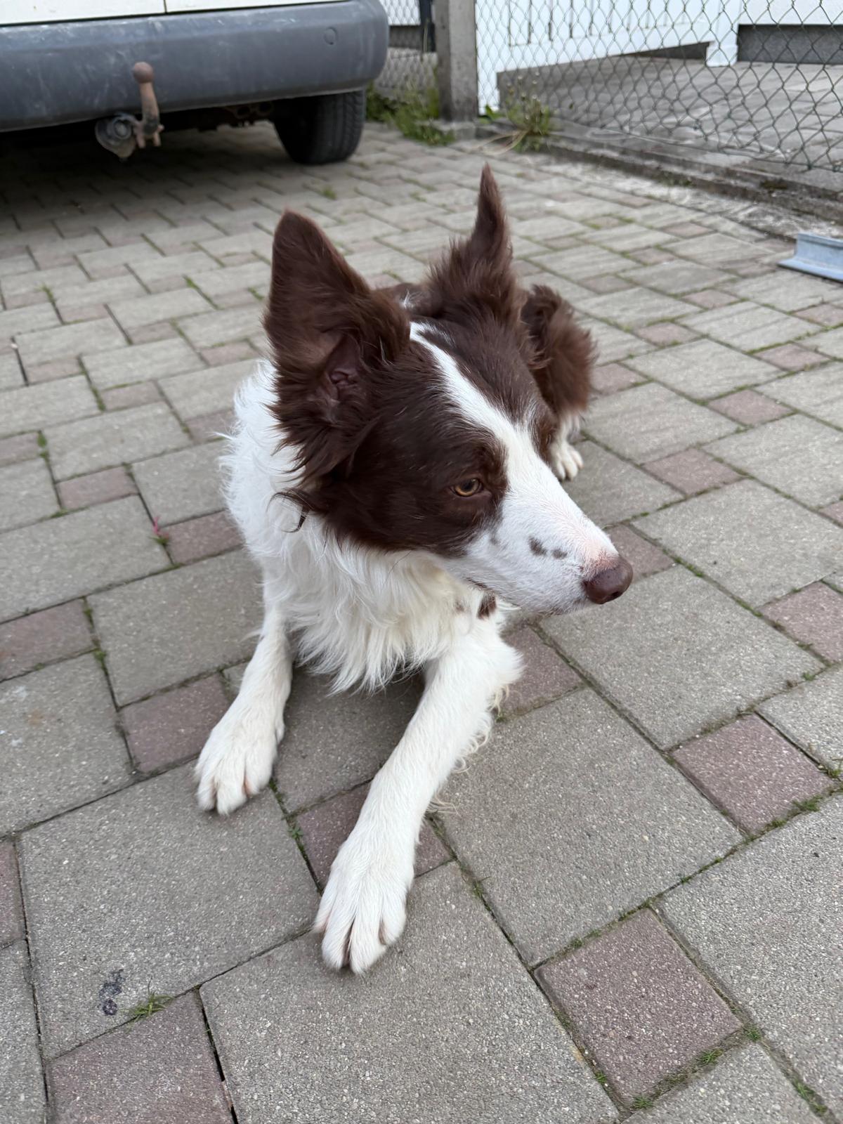 Ein Border-Collie Hund