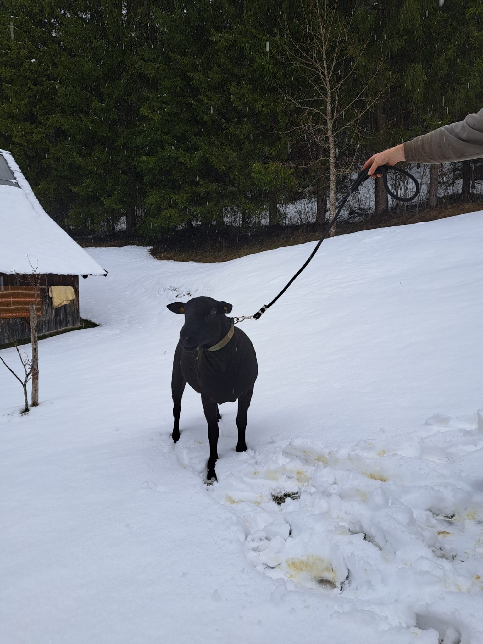 Schaf im Schnee